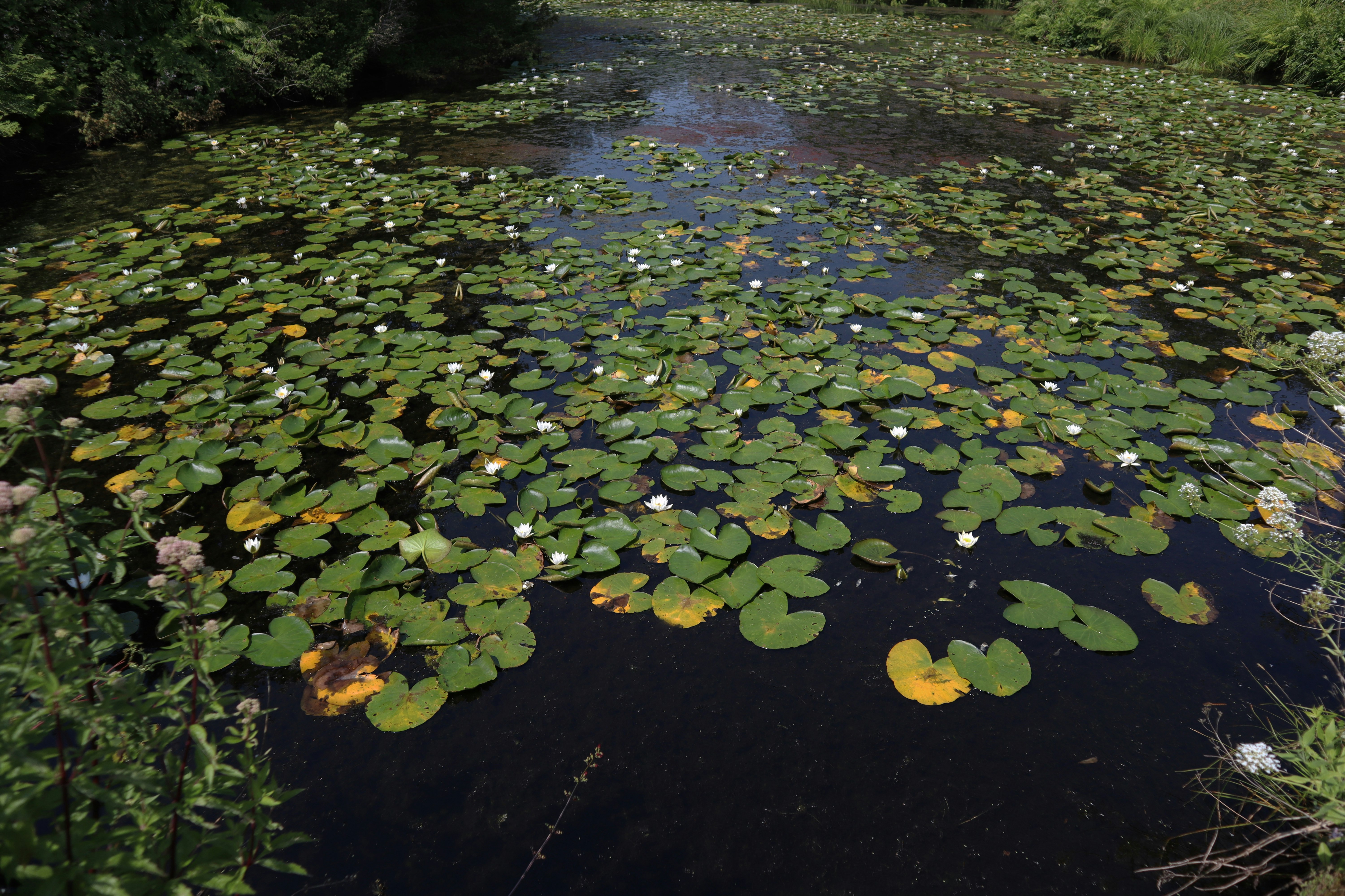 green water lilies on river